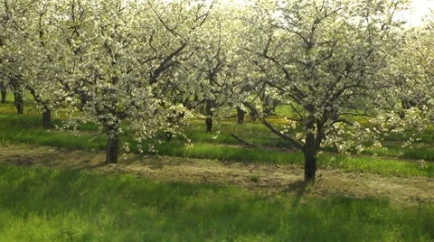 Cherry Trees Three Stock Footage 7746083