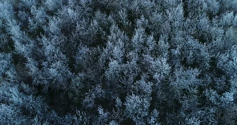 Cherry trees top view Video stock 105584011