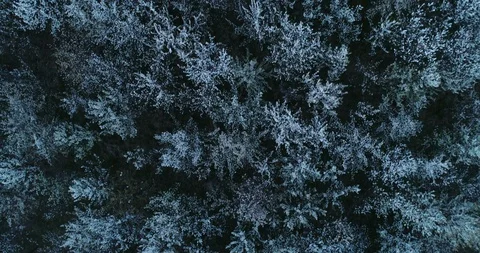 Cherry trees top view Stock Footage 105584701