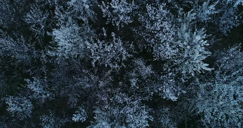 Cherry trees top view Video stock 105585238