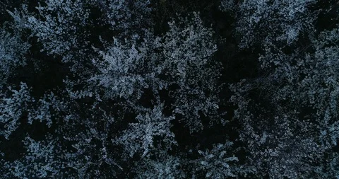 Cherry trees top view Stock Footage 105586615