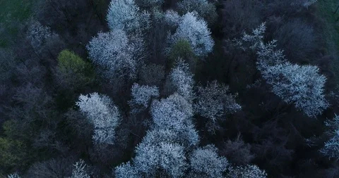 Cherry trees top view Stock Footage 105586884