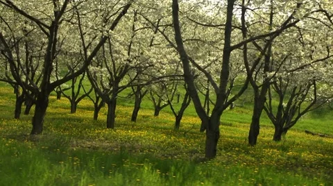 Cherry Trees Two Stock Footage 7746211