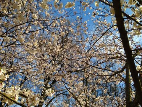 Cherry Trees Two Stockfoto's