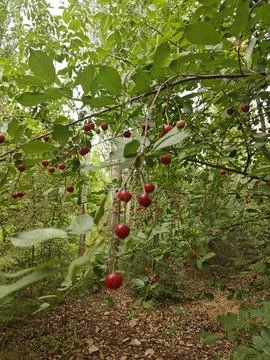 Cherry Trees in Varish, Tehran, Iran Stock-Fotos