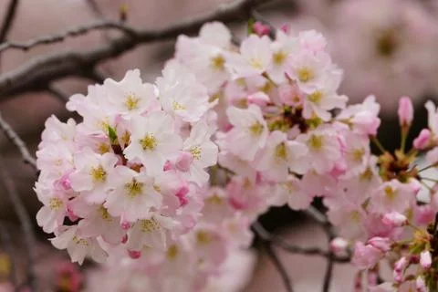 Cherry twig in bloom up close Stock Photos