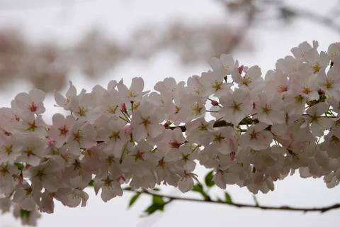 Cherry twig in bloom over a cloudy sky Stock Photos