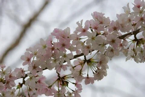 Cherry twig in bloom over a cloudy sky Foto stock