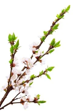 Cherry twig in bloom Stock Photos