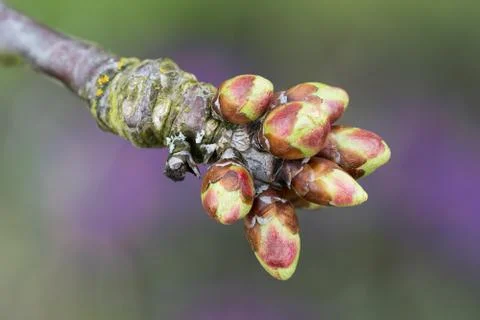 Cherry twig with buds Stock Photos