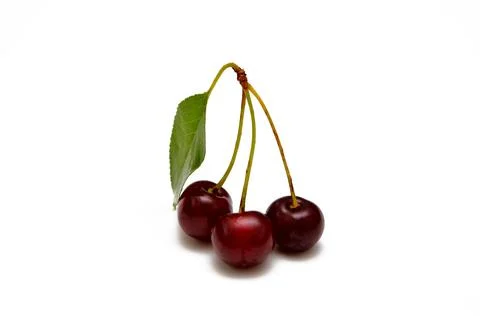 Cherry twig with leaf isolated on white background Stock Photos