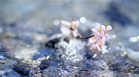 Cherry twig in mountain river. Stock Footage 52082555