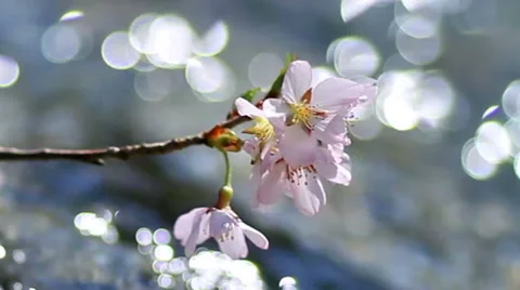Cherry twig in mountain river. Stock Footage 59940230