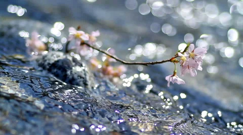 Cherry twig in mountain river. Stock Footage 59940248