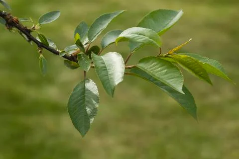 Cherry twig Stock Photos
