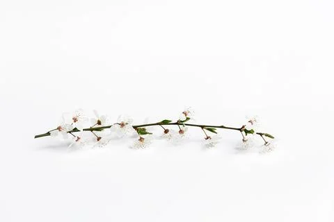 Cherry twig on a white background Stock Photos