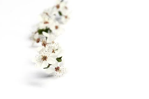 Cherry twig on a white background Stock Photos
