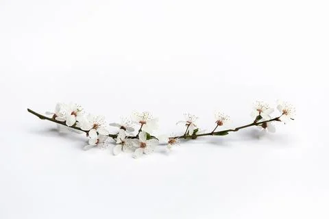Cherry twig on a white background Stock Photos