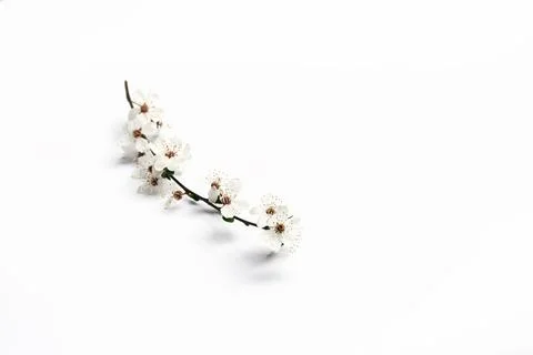 Cherry twig on a white background Stock Photos