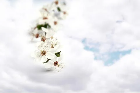 Cherry twig on a white background Foto stock