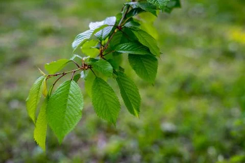Cherry twig with a young leaf on a background of green grass Stock Photos