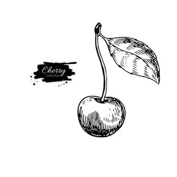 Cherry vector drawing. Isolated hand drawn berry with leaf.  Sum Stock Illustration