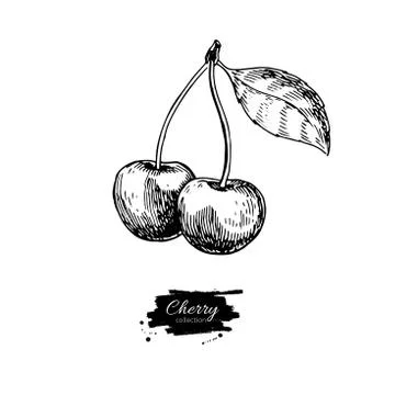 Cherry vector drawing. Isolated hand drawn two berries on white Stock Illustration