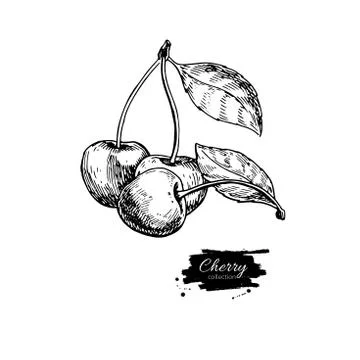 Cherry vector drawing. Isolated hand drawn berry on white backgr Stock Illustration