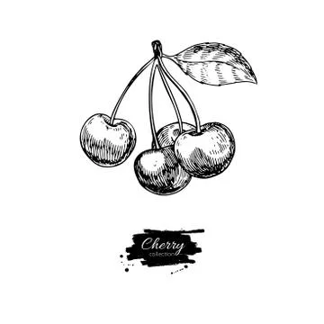 Cherry vector drawing. Isolated hand drawn berry on white backgr Stock Illustration