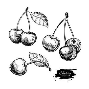Cherry vector drawing set. Isolated hand drawn berry on white background. S.. Stock Illustration