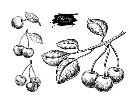 Cherry vector drawing set. Isolated hand drawn berry on white background. S.. Stock Illustration