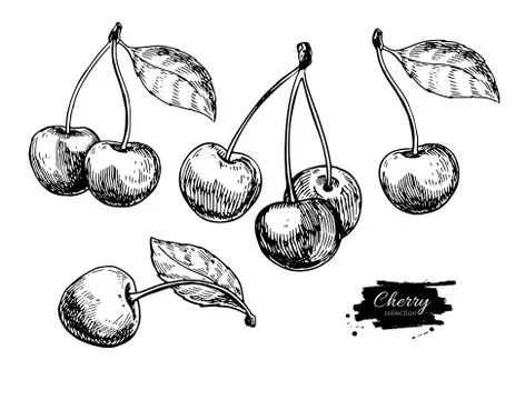 Cherry vector drawing set. Isolated hand drawn berry on white background. S.. Stock Illustration