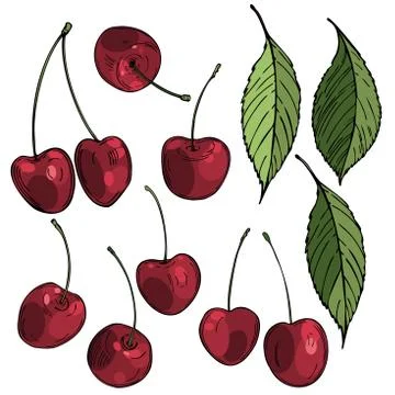 Cherry. Vector   illustration. Stock Illustration