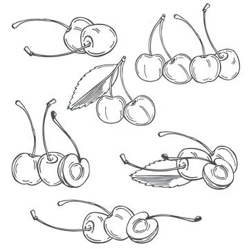 Cherry. Vector   illustration. Stock Illustration