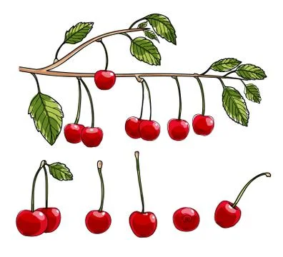 Cherry vector set art illustration Stock Illustration