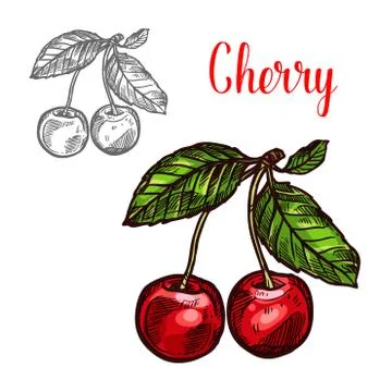 Cherry vector sketch fruit berry icon Illustrazione stock