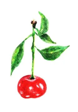 A cherry, watercolor Stock Illustration