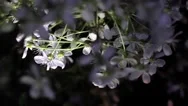 Cherry White Flowers In Spring Wind Stock Footage