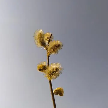 Cherry willow branch with budding buds against the sky Stock Photos