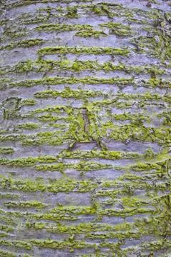 Cherry wood surface texture with moss Stock Photos