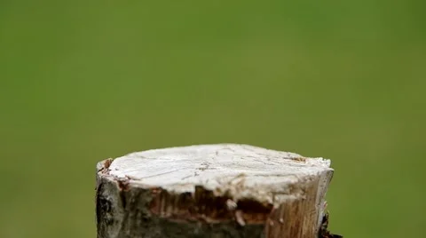 Cherry on a wooden board Stock Footage 52209699