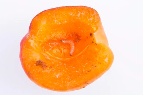 Cherrybark Moth Stock Photos