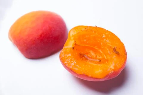 Cherrybark Moth Stock Photos