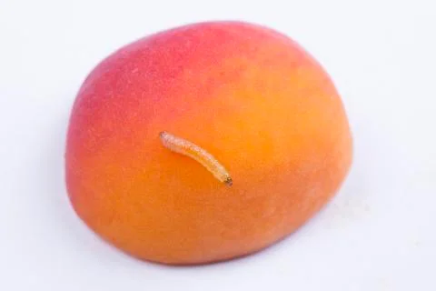 Cherrybark Moth Stock Photos