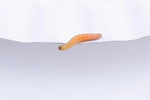 Cherrybark Moth Stock Photos