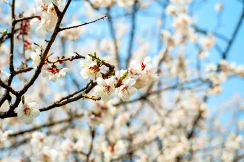 Cherryblossom Stock Photos