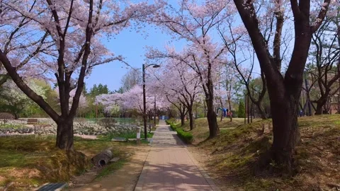Cherryblossom_4k_slow__V1-0010.mp4 Video stock 331047707