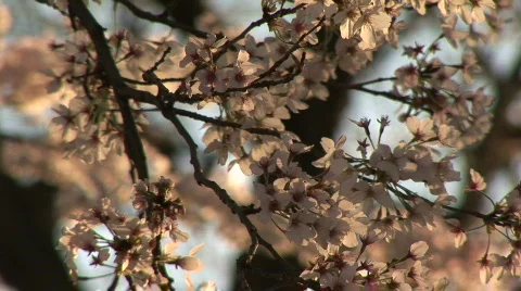 Cherryblossoms 01 Stock Footage 352695
