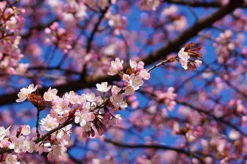 Cherryblossoms in bloom Stock Photos