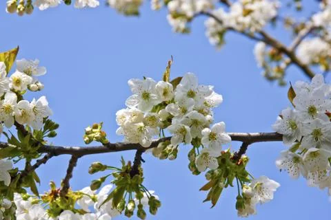 Cherryblossoms Stock Photos